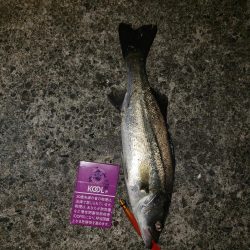 バチ抜けシーバス初釣果