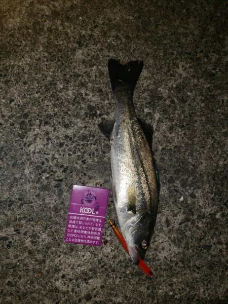 バチ抜けシーバス初釣果