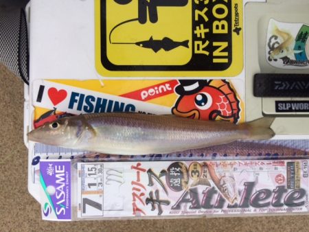 近場の浜に短時間の釣行をしてきました