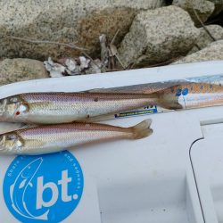 数は出ましたが型が