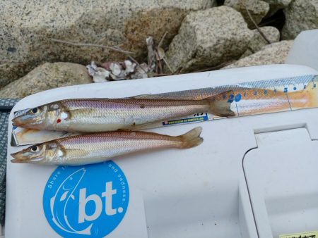 数は出ましたが型が