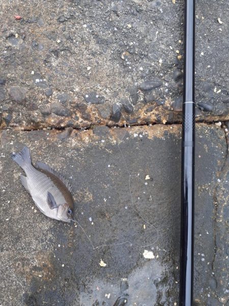 那珂湊港のちょい投げ釣り