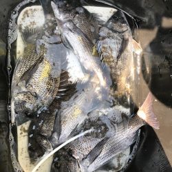 黒鯛釣りの大会に参加しました