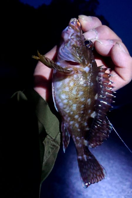 貸し切り良型メバル