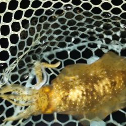 今年初アオリ。