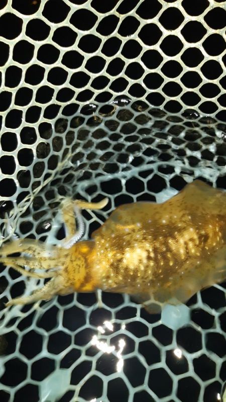 今年初アオリ。