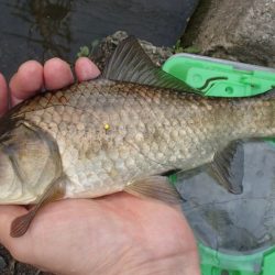 柿の種やらモロコやら