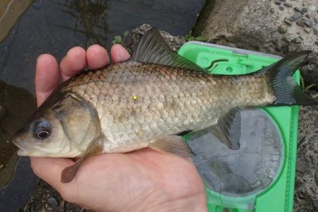 柿の種やらモロコやら