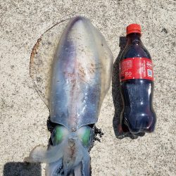 イカ釣行