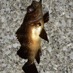 横須賀の海岸でのちょい投げ夜釣り