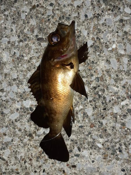 横須賀の海岸でのちょい投げ夜釣り