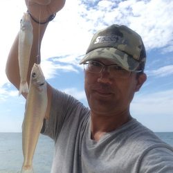 大型のキスの数釣り出来ました