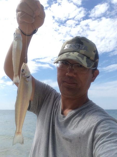 大型のキスの数釣り出来ました