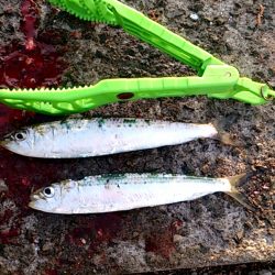 サビキは楽しい！