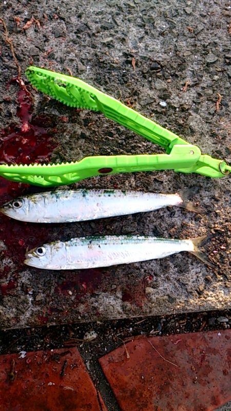 サビキは楽しい！