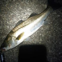 久しぶりに釣れた。