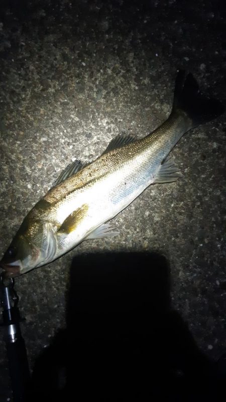 久しぶりに釣れた。