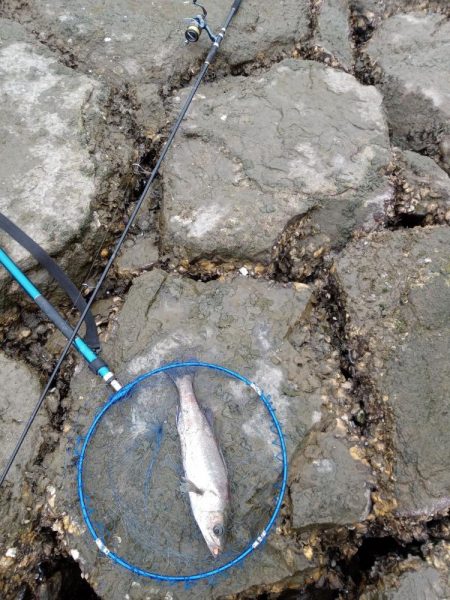 シーバス…釣れています