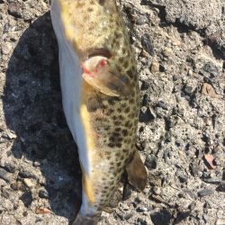 いろんな魚が釣れてます。