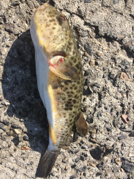 いろんな魚が釣れてます。