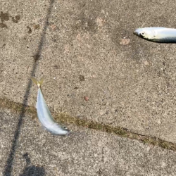 ダイソーサビキでサバ釣り