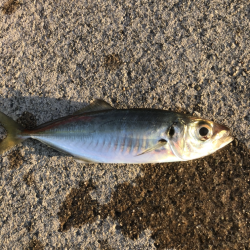 夕マヅメアジング