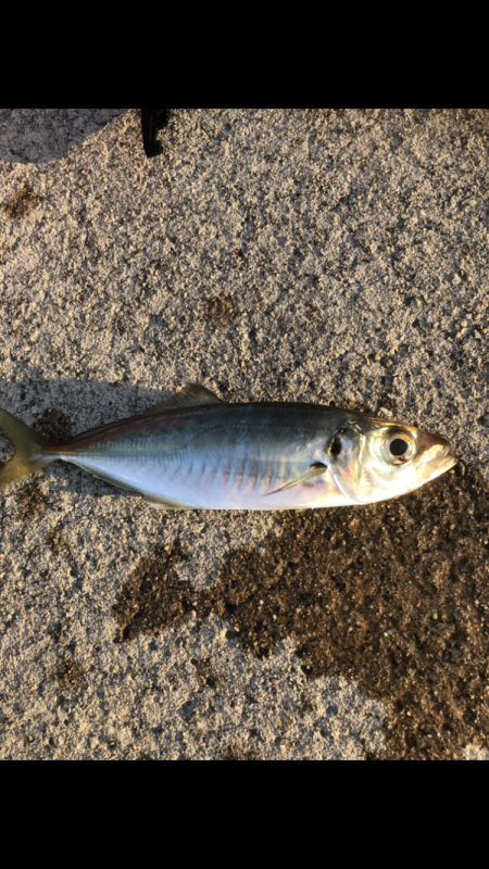 夕マヅメアジング