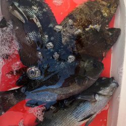 和歌山市江（吉丸渡船）で磯フカセ