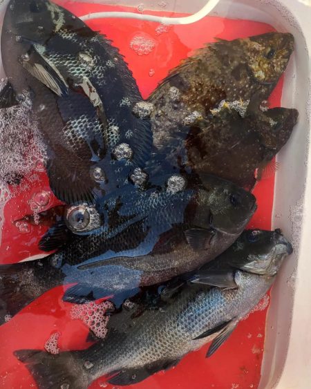 和歌山市江（吉丸渡船）で磯フカセ