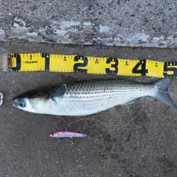 プチsalt water game