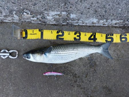 プチsalt water game