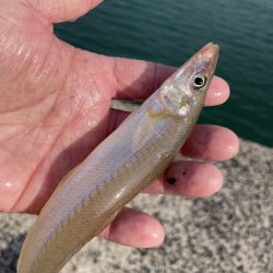 ちょい投げ釣りファミリーフィッシング