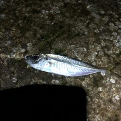 ナイトアジング