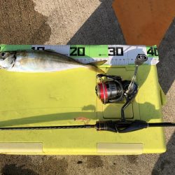 朝マズメの尺アジ