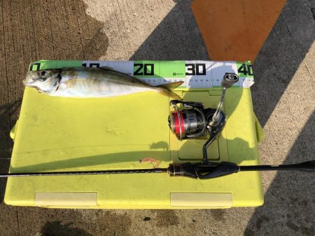 朝マズメの尺アジ