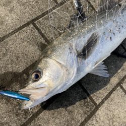 サバ サバ サバからのシーバス