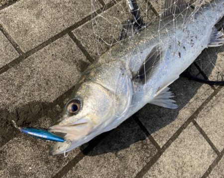 サバ　サバ　サバからのシーバス