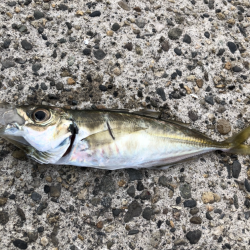 アジング新規開拓