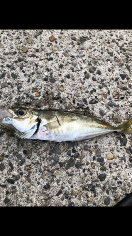 アジング新規開拓