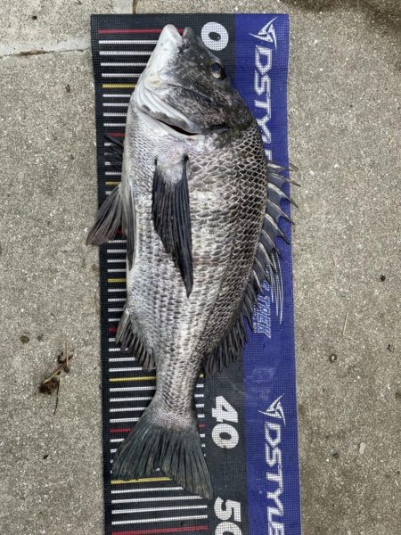 イチノ兄弟、釣果！