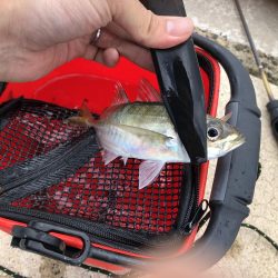 アジング 新規開拓