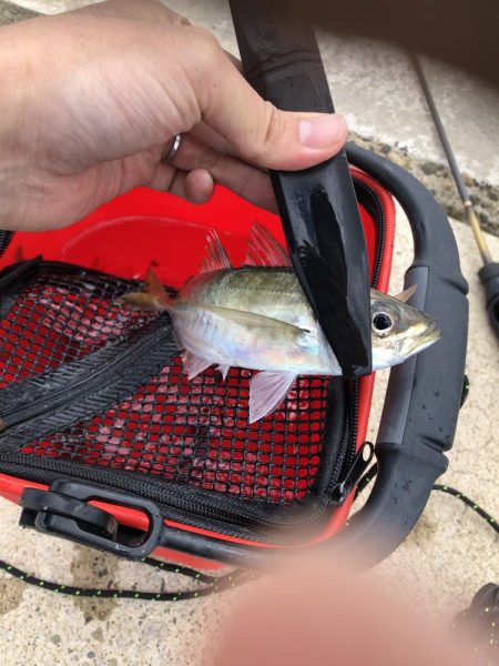 アジング　新規開拓