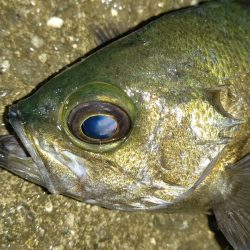 シーズン終盤のメバリング