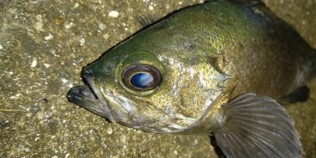 シーズン終盤のメバリング