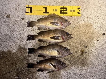 久しぶりに楽しめました！