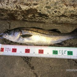 バチ抜けシーバス