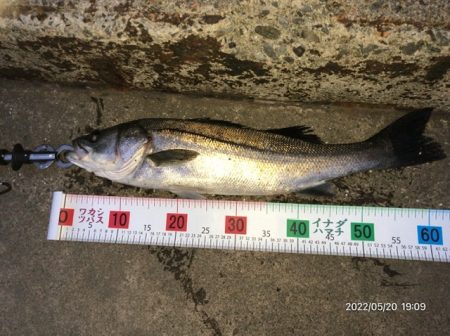 バチ抜けシーバス