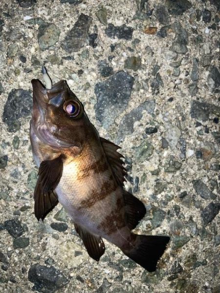 やっと来ました