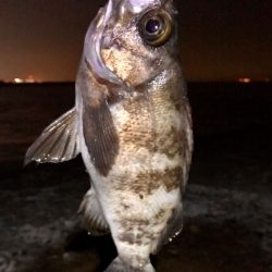 ジグ単メバリング