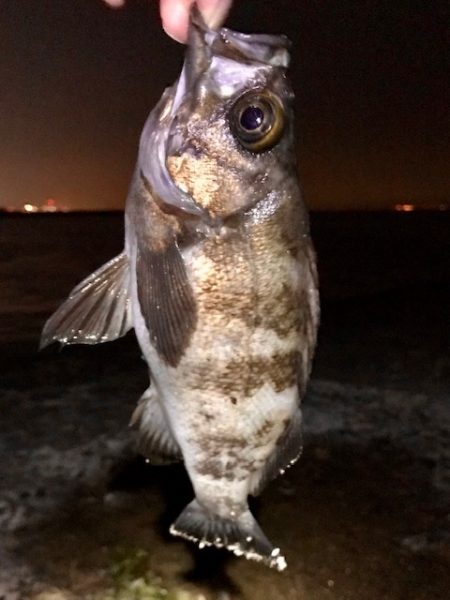 ジグ単メバリング